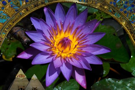 O Pavilhão da Flor de Lótus com um Toque Delicado e Uma Sinfonia em Azul